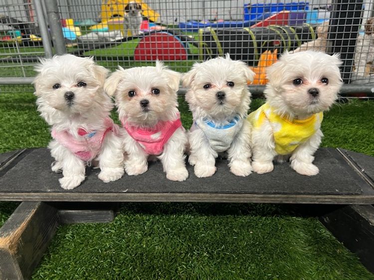 Montys Maltese