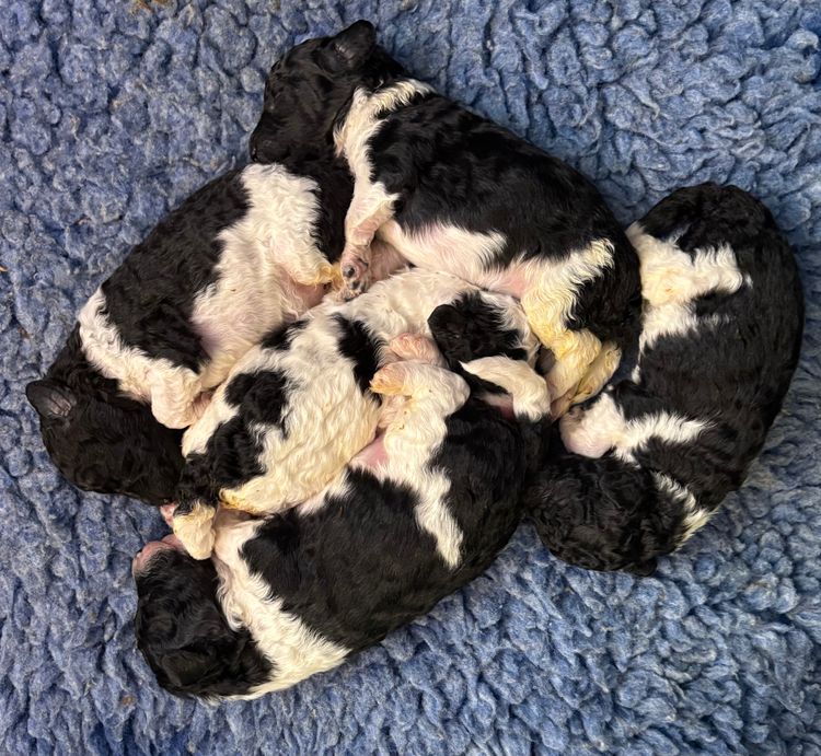 Shigriff Parti Poodles