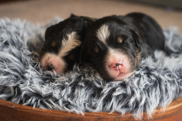 Marana Magic Bernedoodles