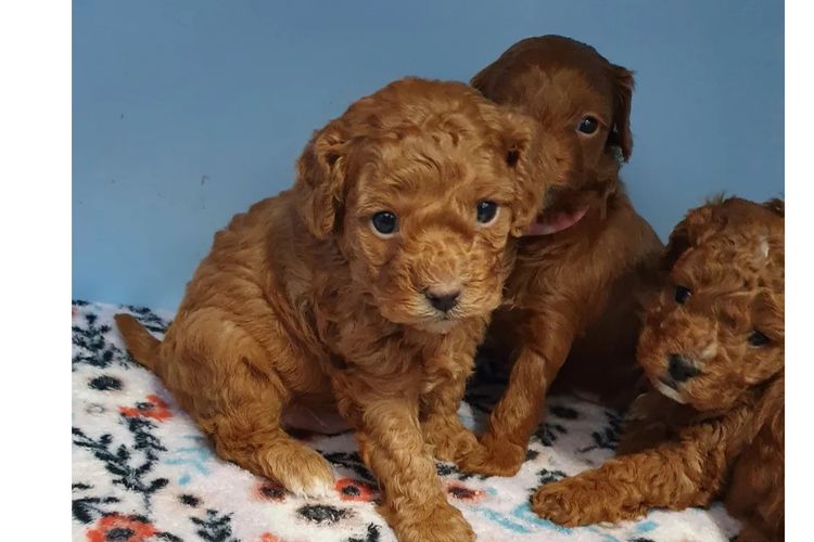 Angel Baby Cavoodles