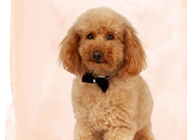 Angel Baby Cavoodles