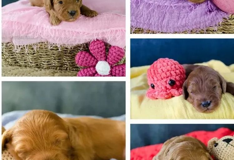 Angel Baby Cavoodles