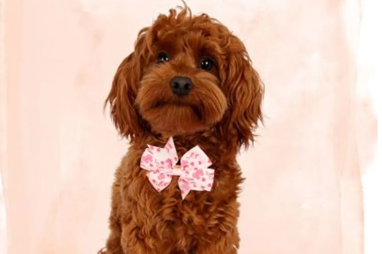 Angel Baby Cavoodles