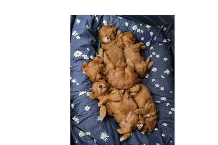 Angel Baby Cavoodles