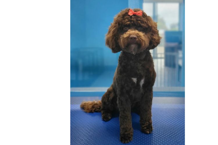 Angel Baby Cavoodles