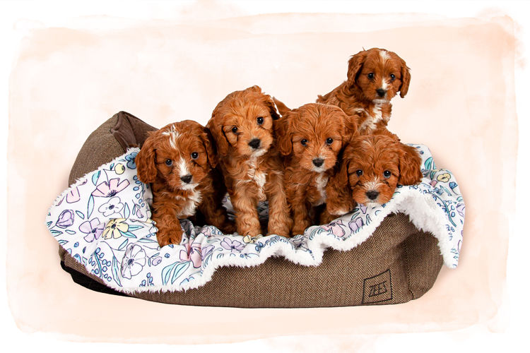 Angel Baby Cavoodles
