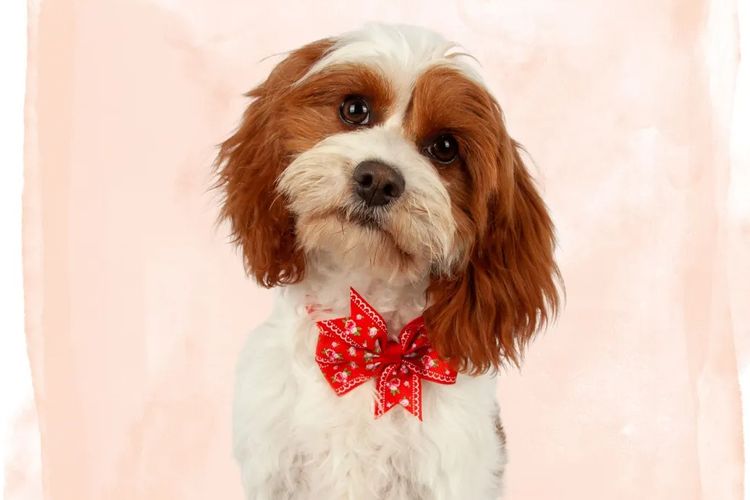 Angel Baby Cavoodles