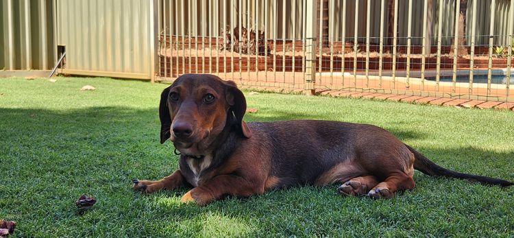 Peedie Weiners