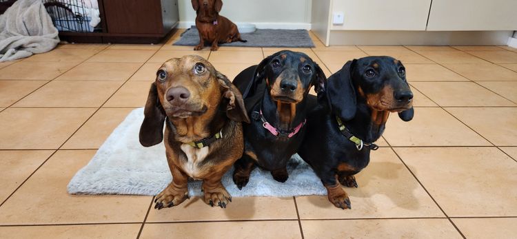 Peedie Weiners