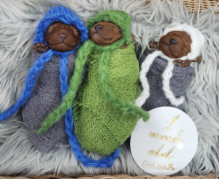 Harbour Valley Mini Groodles