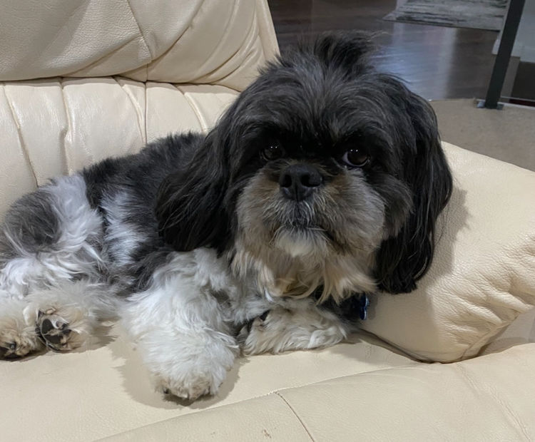 Honey Bear Shih Tzu’s