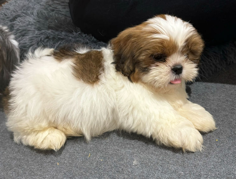 Honey Bear Shih Tzu’s