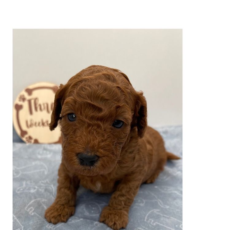 Alinta Ablaze Toy Poodles