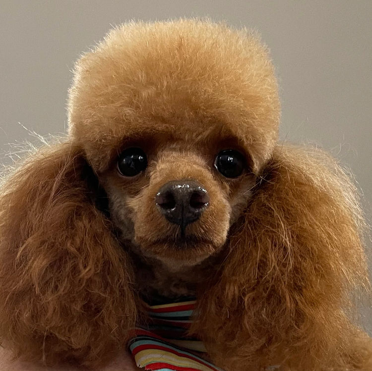 Alinta Ablaze Toy Poodles