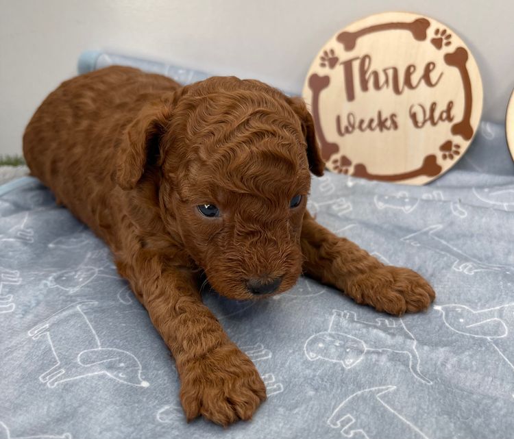 Alinta Ablaze Toy Poodles