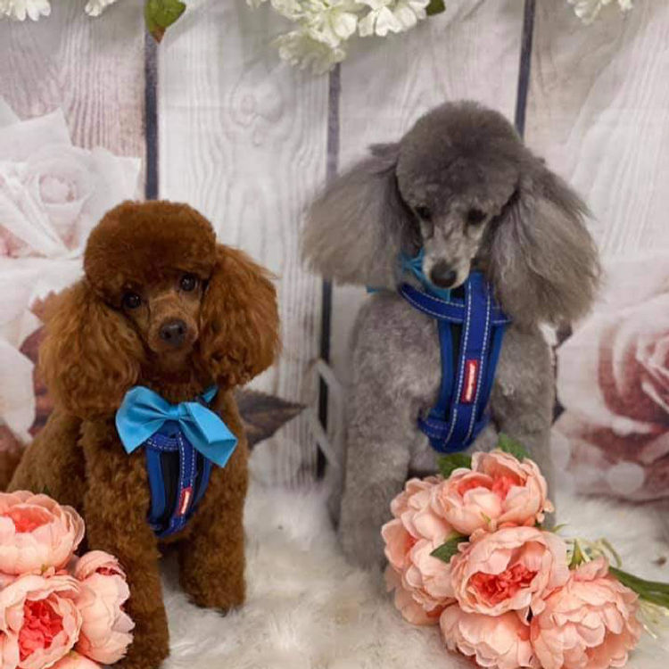 Alinta Ablaze Toy Poodles