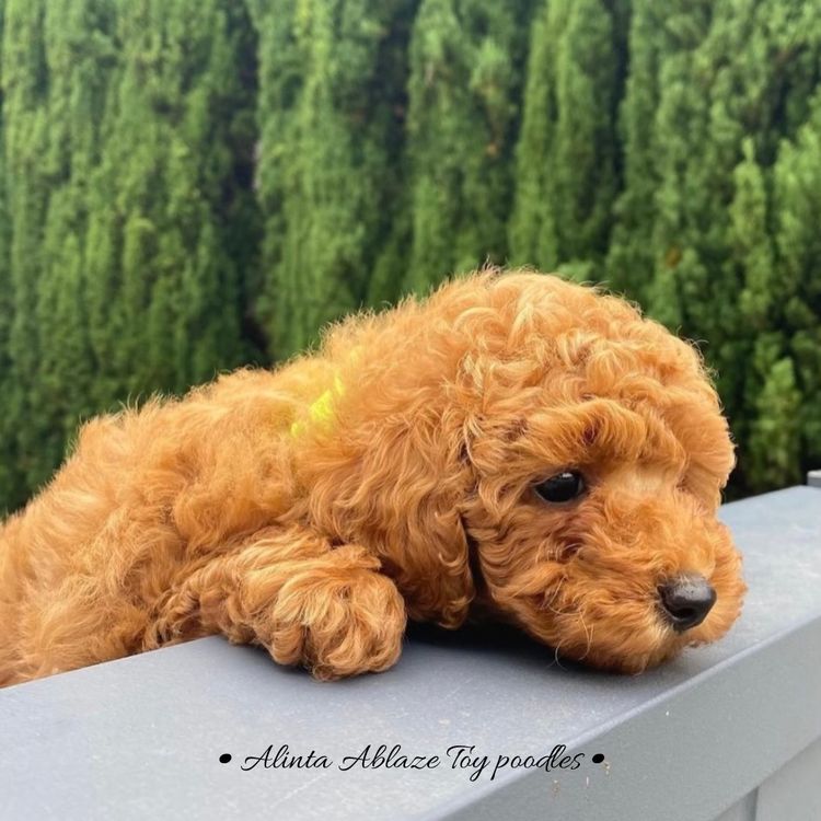 Alinta Ablaze Toy Poodles