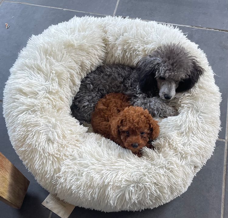 Alinta Ablaze Toy Poodles
