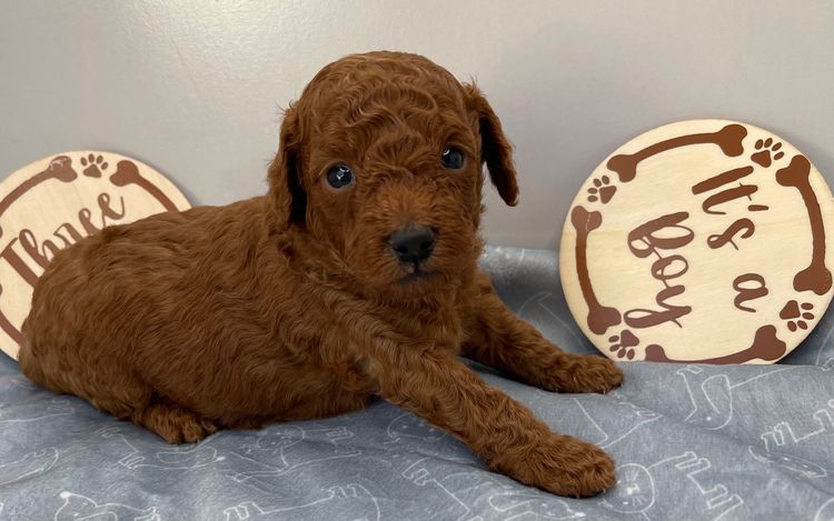 Alinta Ablaze Toy Poodles