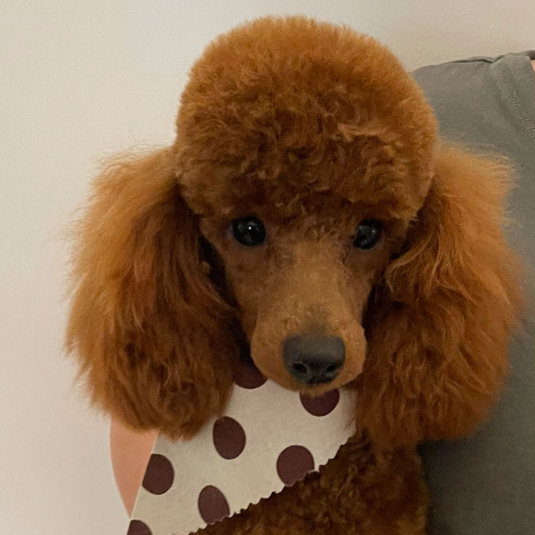 Alinta Ablaze Toy Poodles