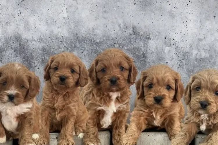 Ocean Doods WA- Cavoodles