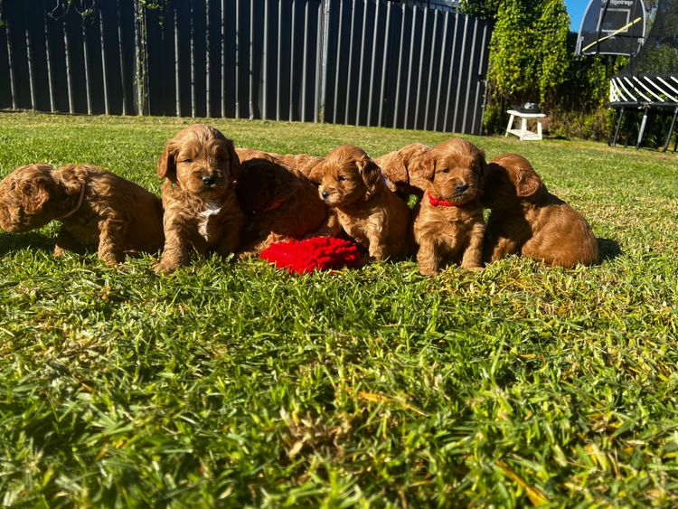 Ocean Doods WA- Cavoodles