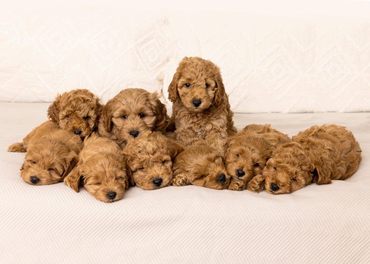 Ocean Doods WA- Cavoodles