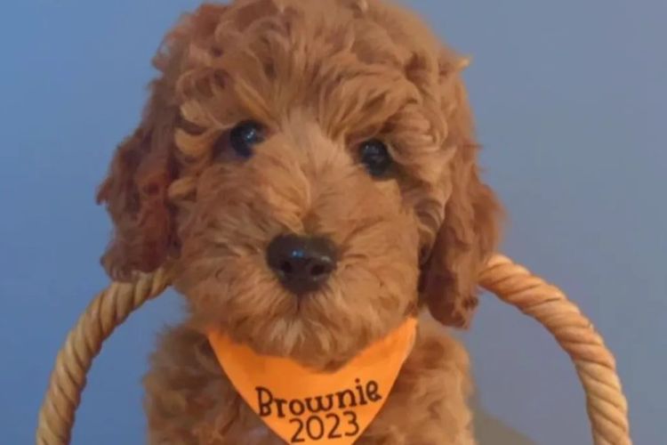 Ocean Doods WA- Cavoodles
