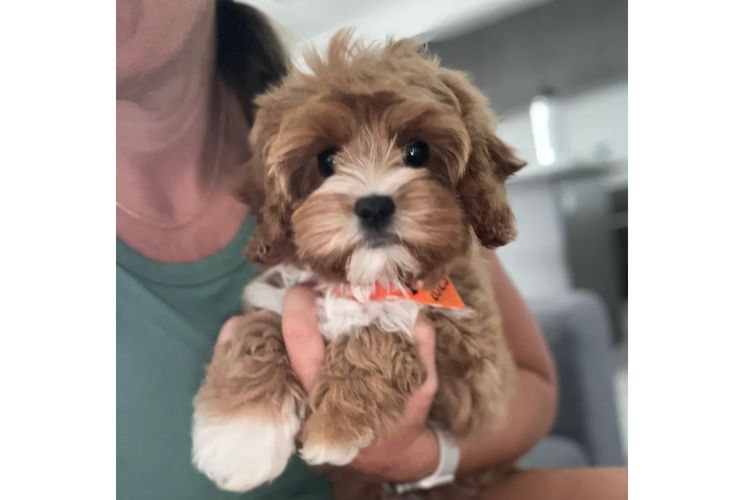 Ocean Doods WA- Cavoodles