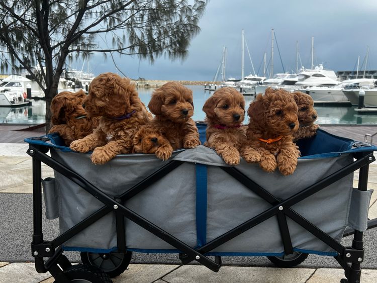 Ocean Doods WA- Cavoodles