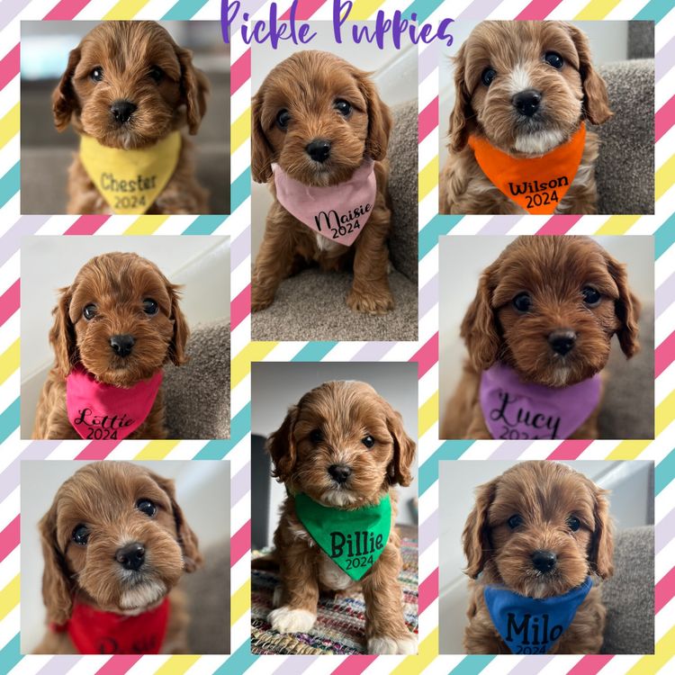 Ocean Doods WA- Cavoodles