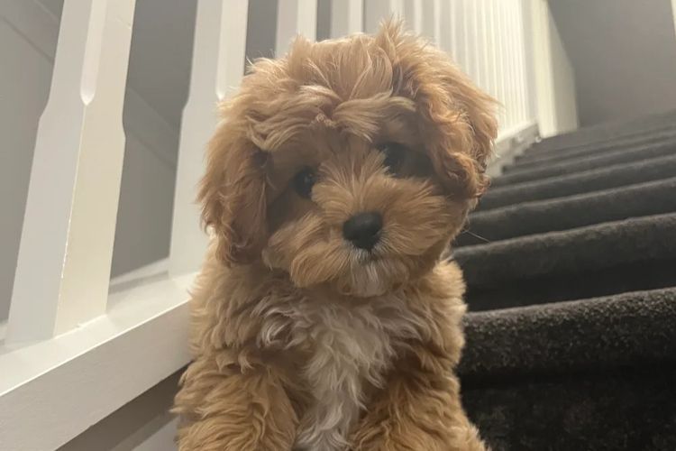 Ocean Doods WA- Cavoodles