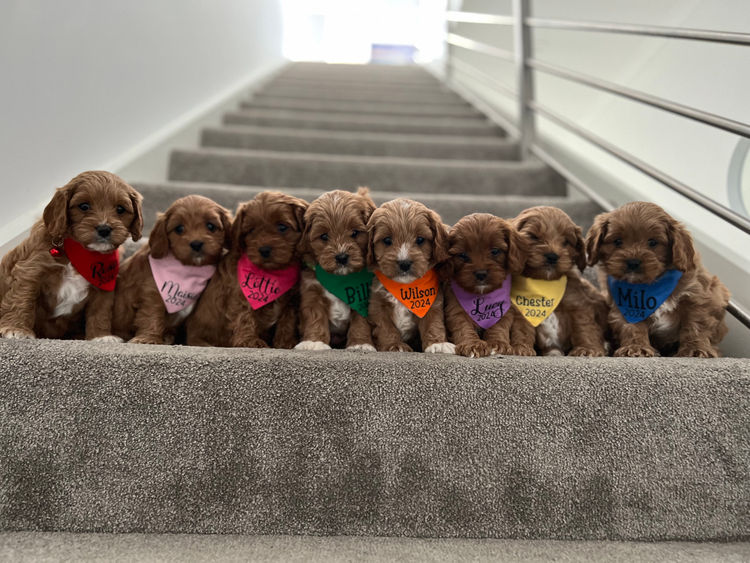 Ocean Doods WA- Cavoodles