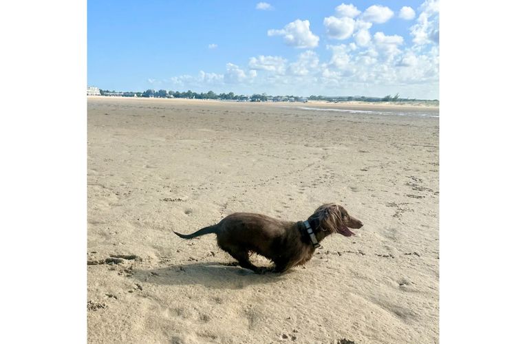 Little Millie - Long Hair Mini Dachshunds