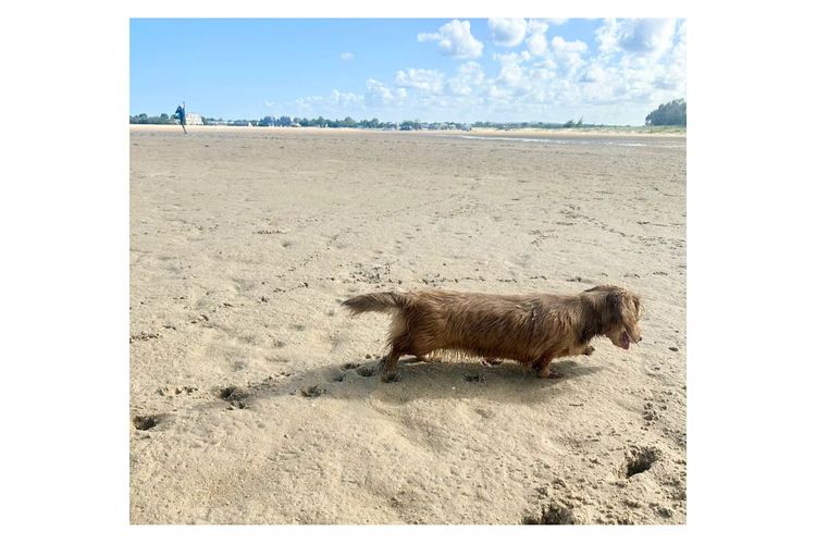 Little Millie - Long Hair Mini Dachshunds