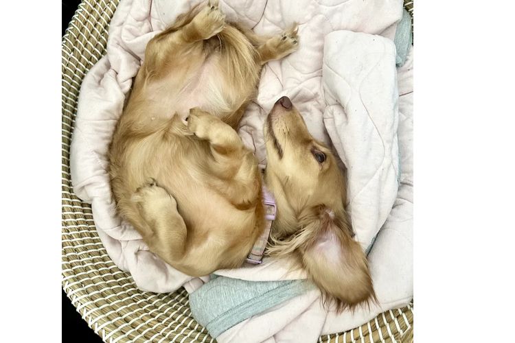 Little Millie - Long Hair Mini Dachshunds