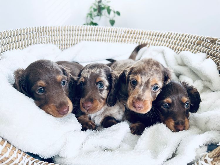 Little Millie - Long Hair Mini Dachshunds