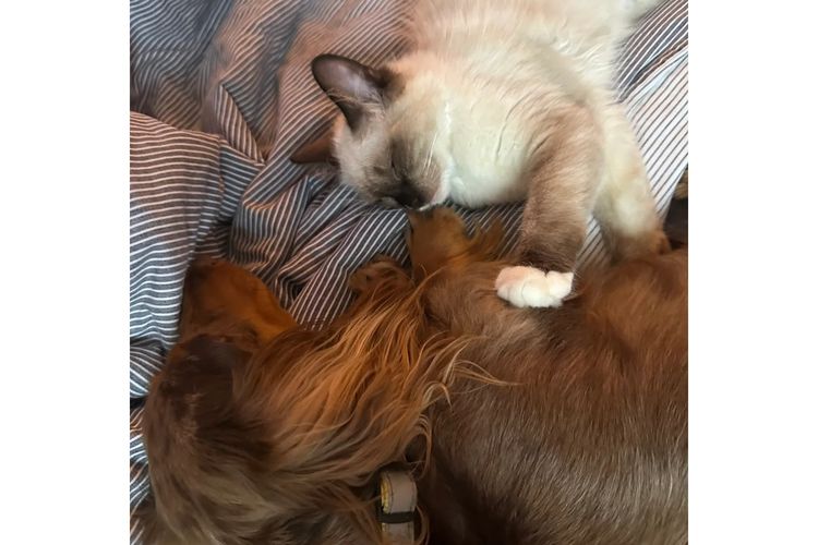 Little Millie - Long Hair Mini Dachshunds