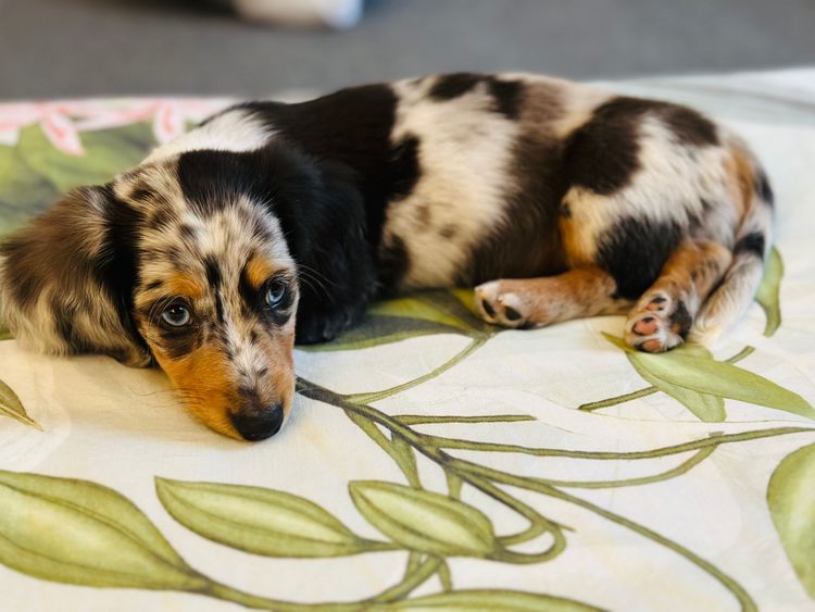 Little Millie - Long Hair Mini Dachshunds