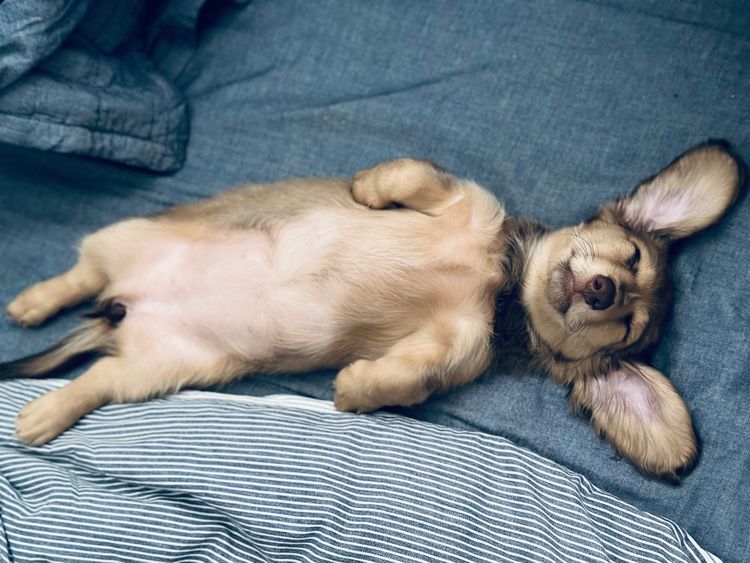 Little Millie - Long Hair Mini Dachshunds