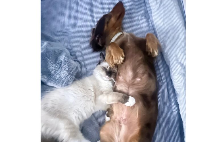 Little Millie - Long Hair Mini Dachshunds