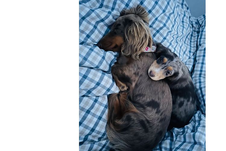 Little Millie - Long Hair Mini Dachshunds