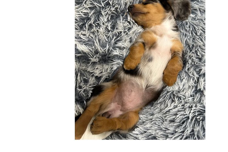 Little Millie - Long Hair Mini Dachshunds