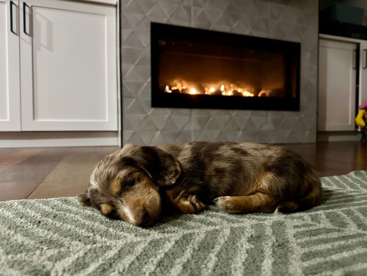 Little Millie - Long Hair Mini Dachshunds