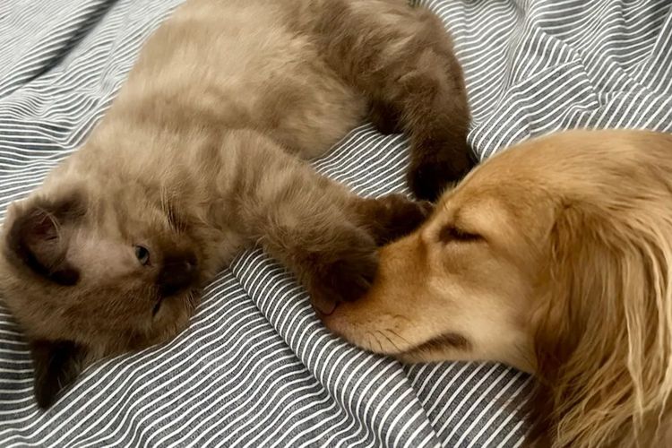 Little Millie - Long Hair Mini Dachshunds