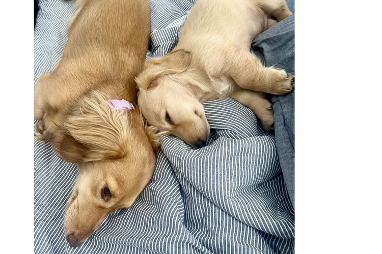 Little Millie - Long Hair Mini Dachshunds
