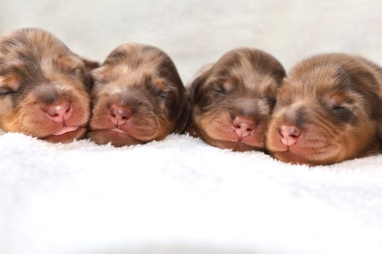 Little Millie - Long Hair Mini Dachshunds
