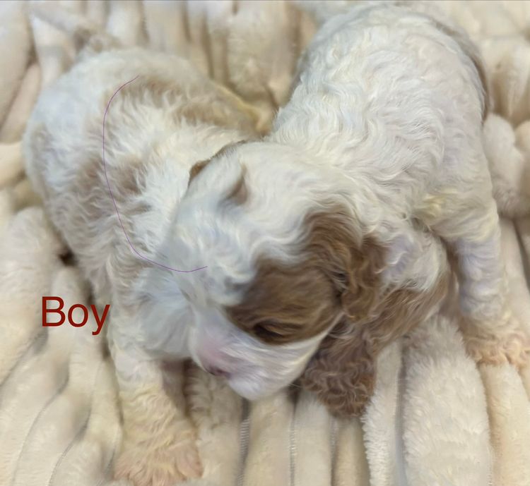 NXTGEN Puppies