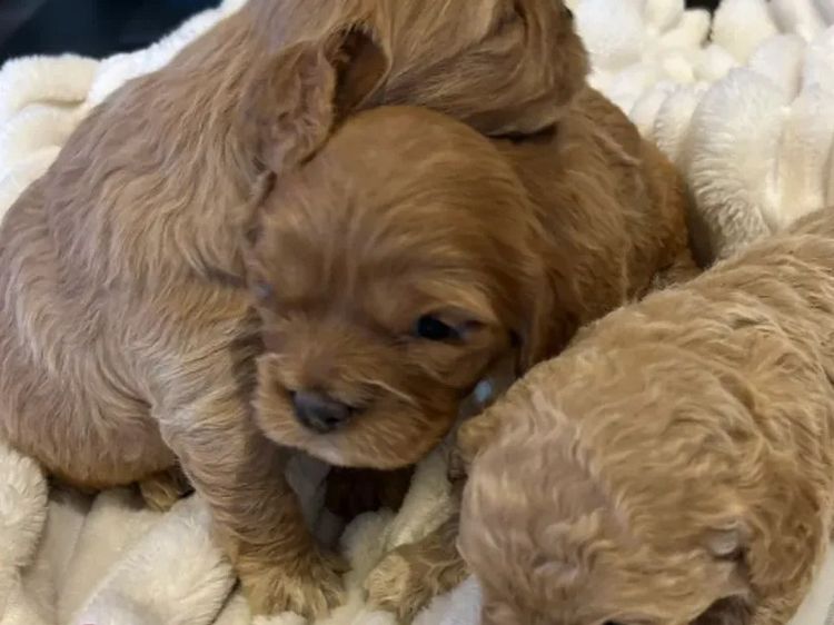 NXTGEN Puppies