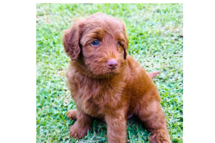 Manny Park Puppies - Labradoodles